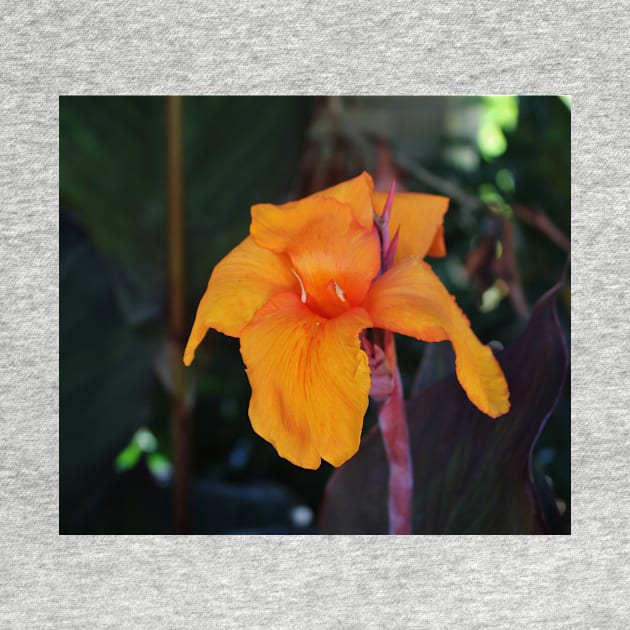 Orange Canna Lily by Cynthia48